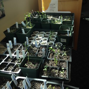 Celebrate Spring - seedlings in the library