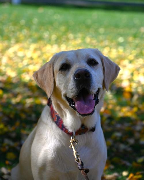 Hayley - TUPD Comfort Dog