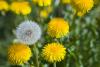 Dandelion